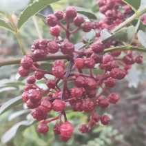 鲜花椒汉源贡椒味道特麻贡椒四川花椒