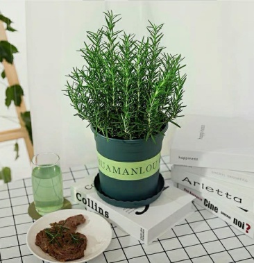 迷迭香盆栽可食用西餐牛排用新鲜香料植物驱蚊草好养的