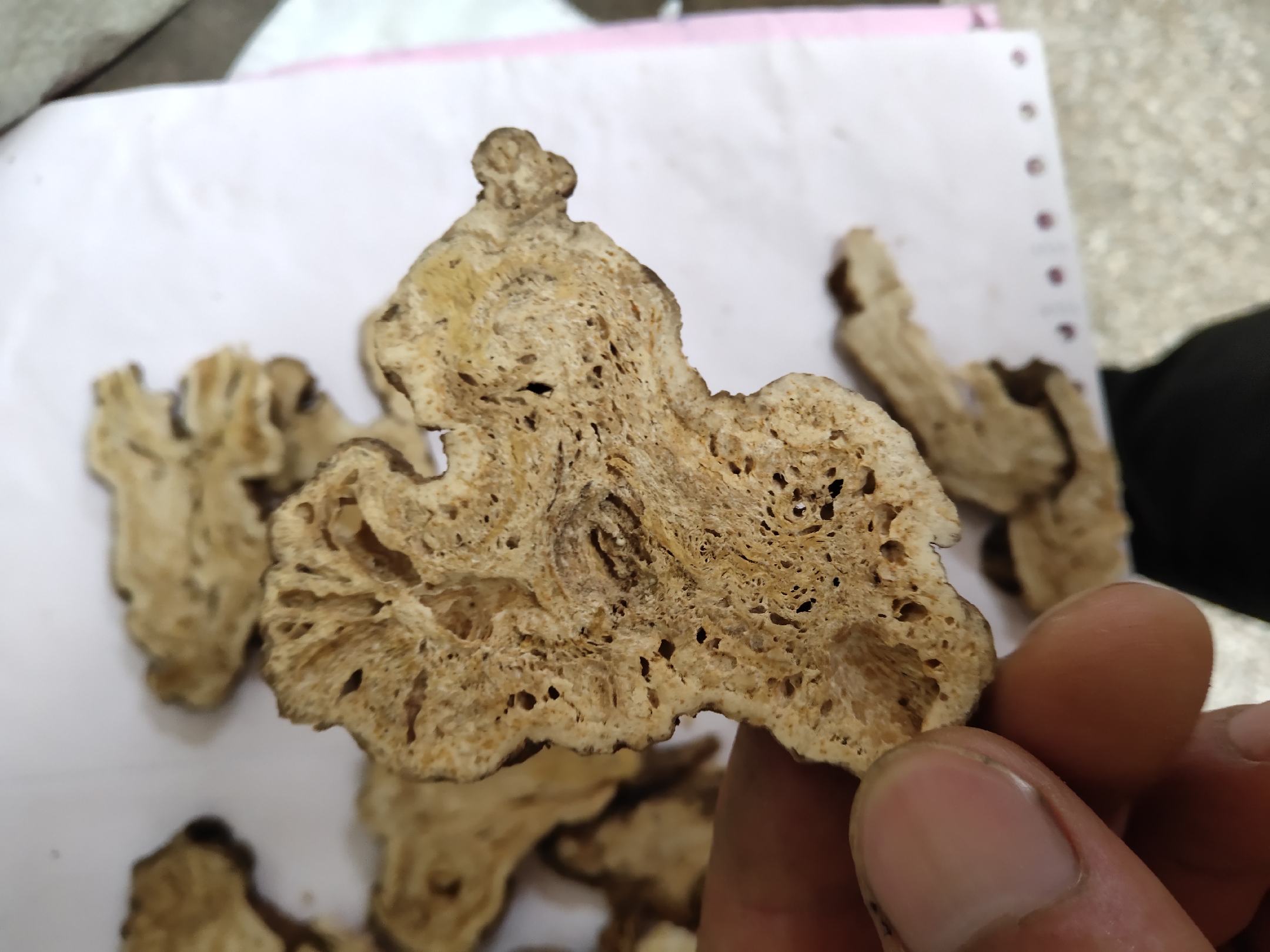 白术片在现代医学中的应用