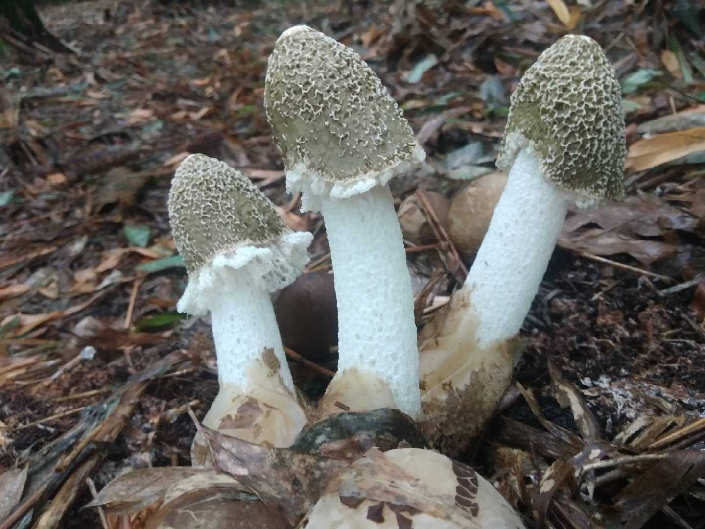 野生小平菇特写