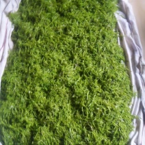 湘西大山里的保健莓茶