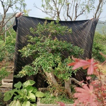 石榴盆景老桩造型盆栽阳台石榴百年古桩
