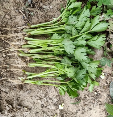 芹菜苗,进口法国皇后西芹苗,量大优惠,可签合同,包成活率