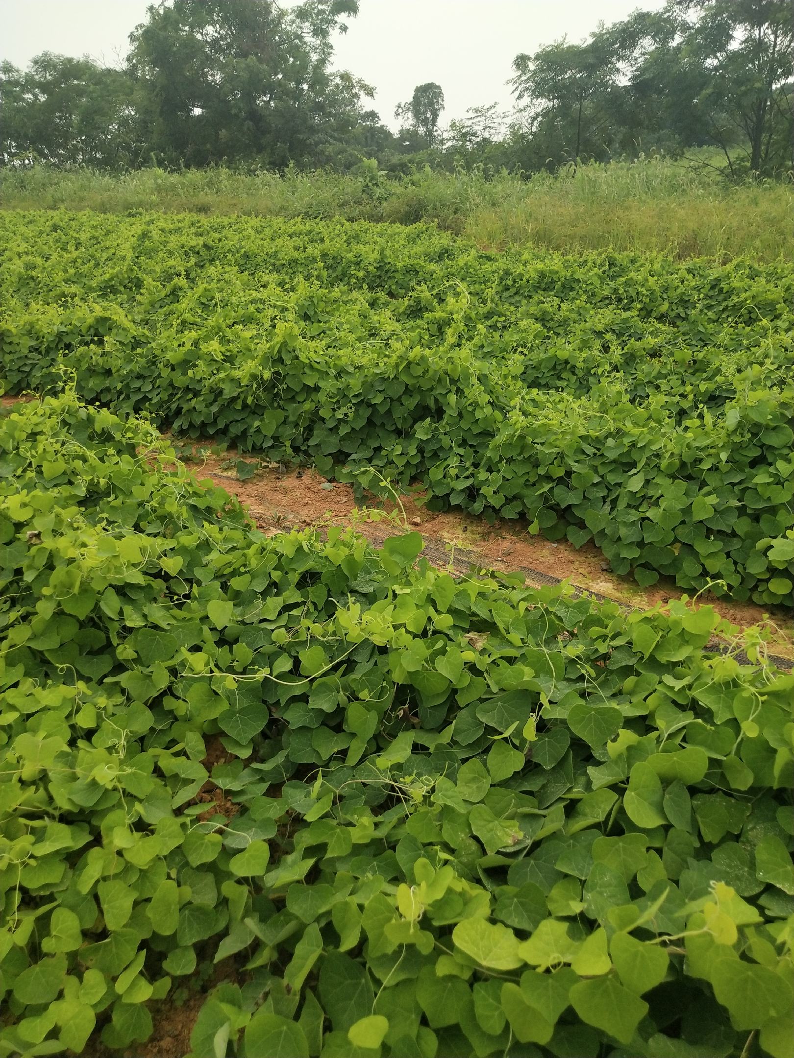 [防己苗批发]防己苗,免费供应粉防己苗,公司发展订单种植包回收价格1.