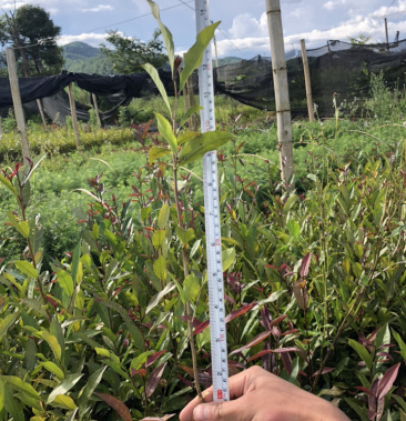 大量出售紫娟茶苗本地普洱茶茶苗苦茶和沙松苗