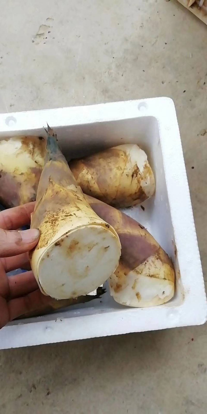 马蹄笋苗 绿竹笋苗  甜竹笋苗 产地直销价格实惠