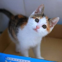 田园小猫咪幼崽活体家养橘猫狸花猫黑白猫活物混血英美短土猫