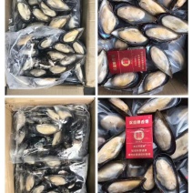 半壳蓝口贝青口贝贻贝黑贝海虹贝淡菜