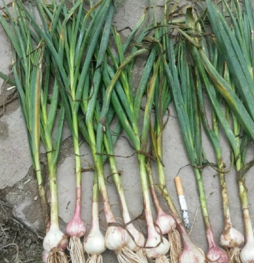 访客398沟通商家其他商品棵棵红根蒜苗都是红成一样243人看过061