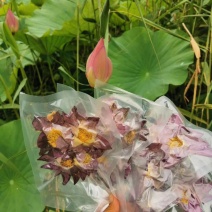 精品野生荷叶茶