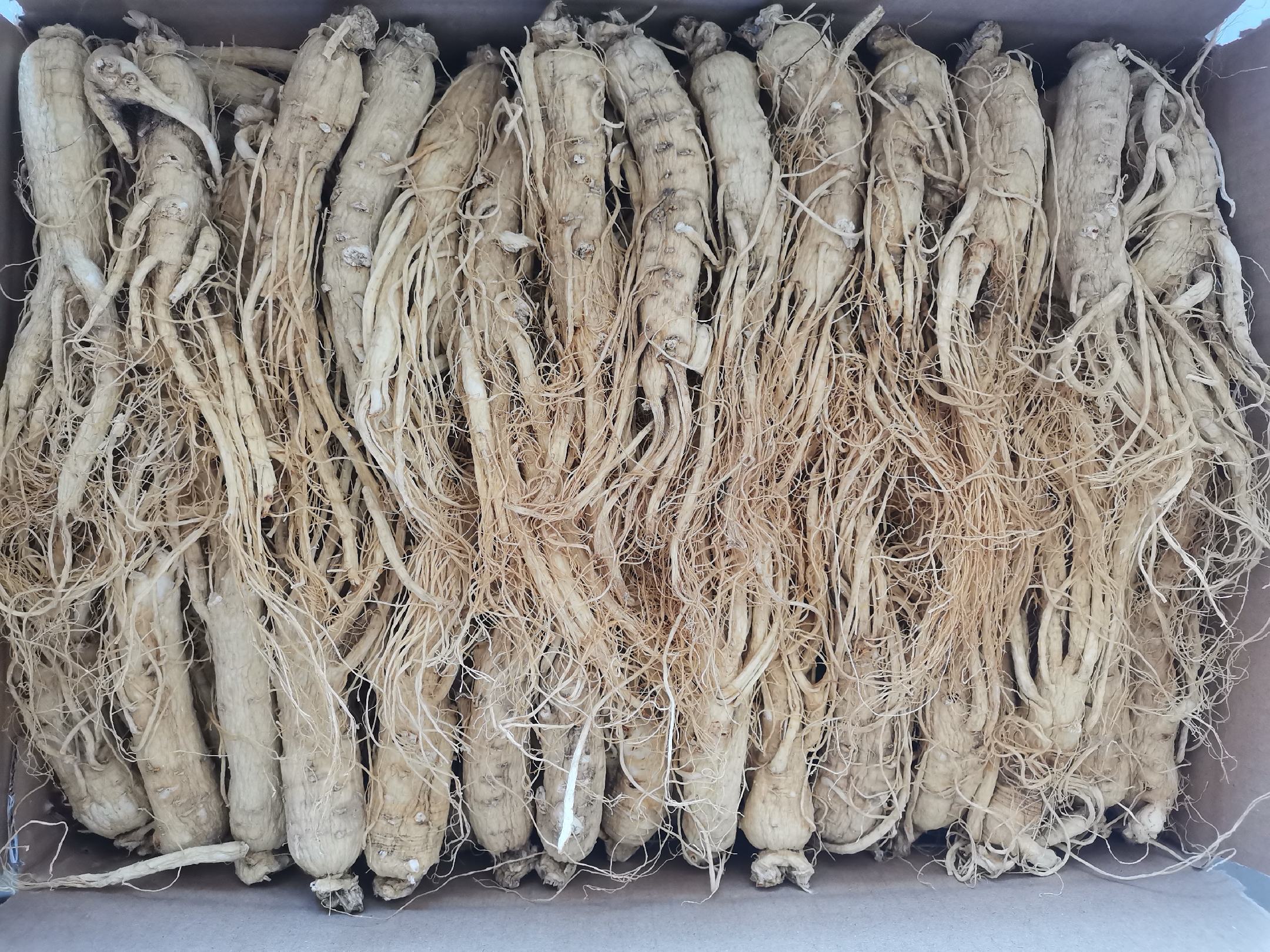 现代实验室检测实景:操作台放置已粉碎的生晒参样品(棕色玻璃瓶)、甲醇提取液(透明试管)、HPLC进样器,电脑屏幕特写显示三个人参皂苷标准品(Rb1/Rg1/Re)保留时间分别为12.3min/15.7min/18.2min,样品图谱中对应峰高比>3:2:1,符合优质参特征 专业检测场景图:实验室人员使用高效液相色谱仪(HPLC)分析生晒参皂苷含量,电脑屏幕显示清晰的Rb1、Rg1、Re标准峰与样品峰重叠图谱