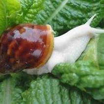 百松白玉蜗牛养殖基地