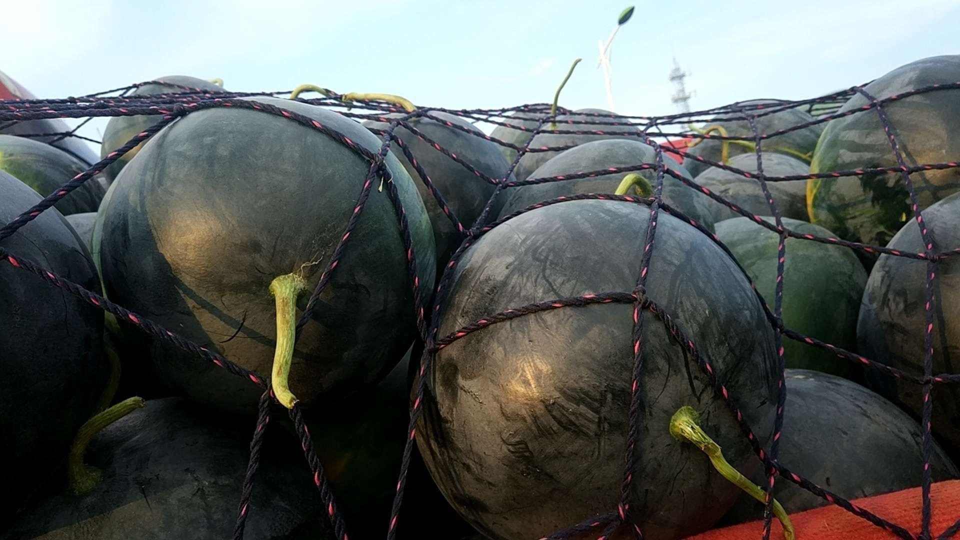 西州蜜瓜冷链运输车辆