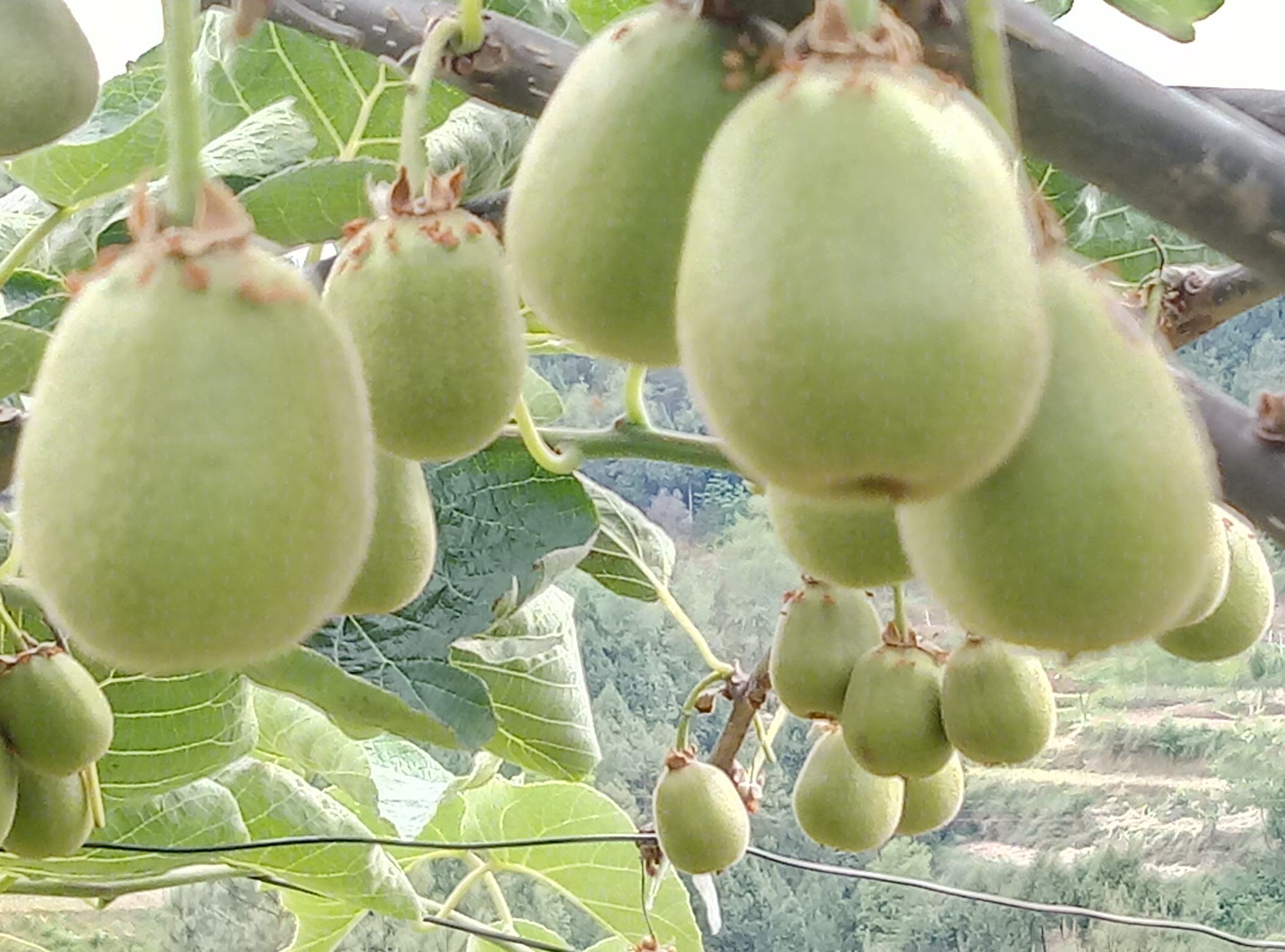 采摘工人在果园中挑选成熟猕猴桃