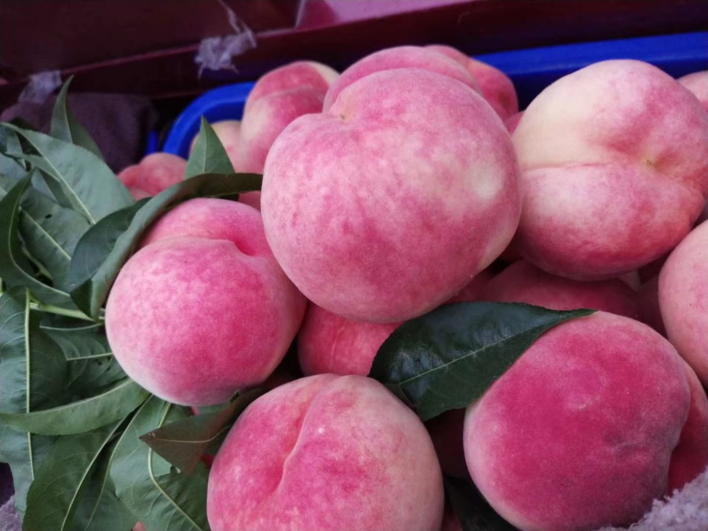 红桃原材料特写