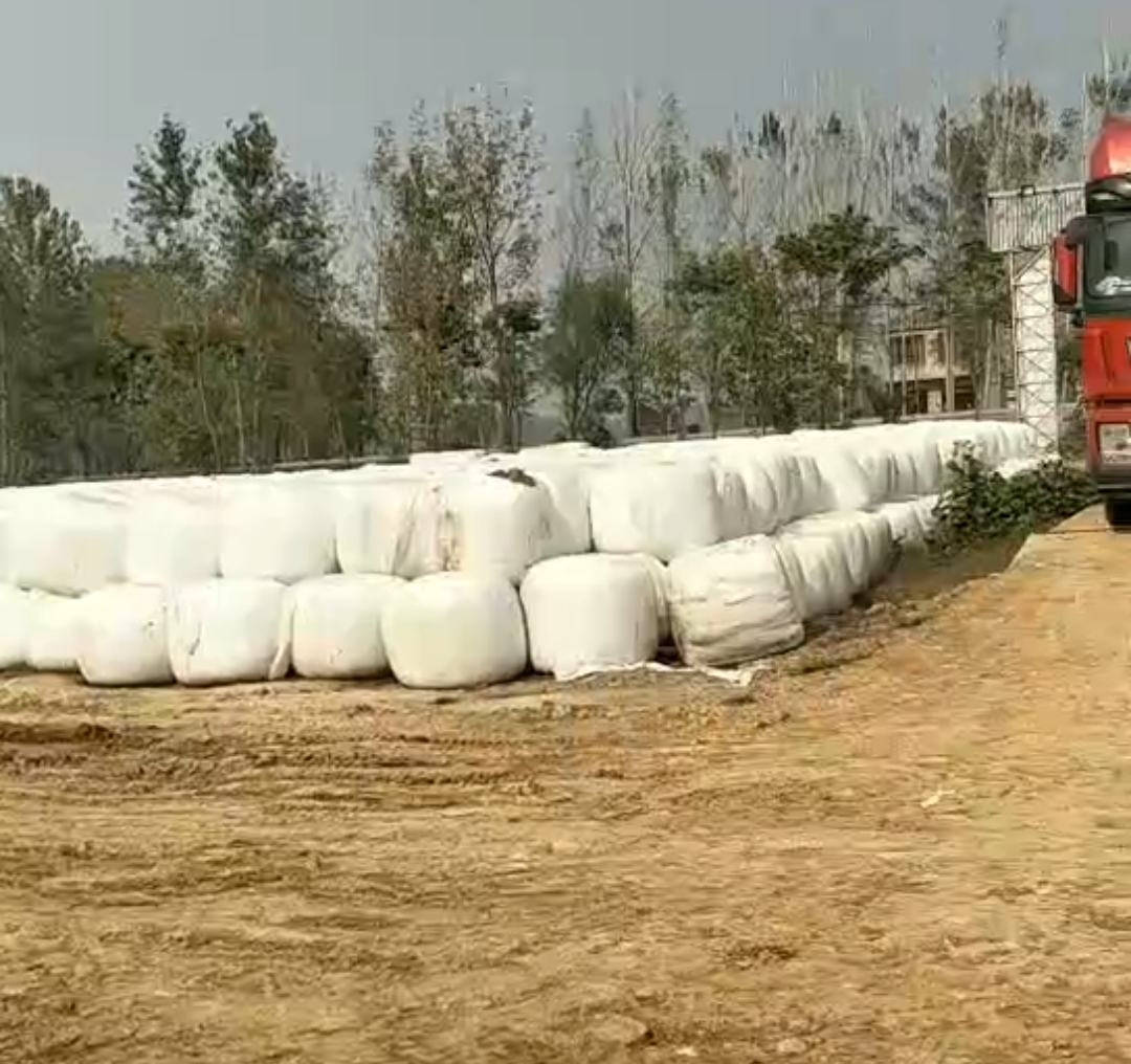 甜玉米采收现场,展示农民在田间采摘新鲜甜玉米,工人装箱打包,准备运输的场景 甜玉米采收现场