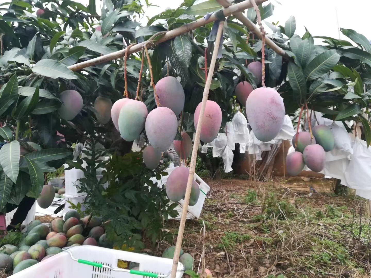 攀枝花凯特芒果果园与海南吉禄芒果园航拍对比图