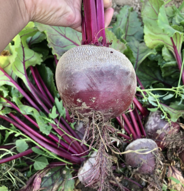 [叶用甜菜批发]21年新鲜甜菜根红菜头现货供应市场加工厂价格1400.