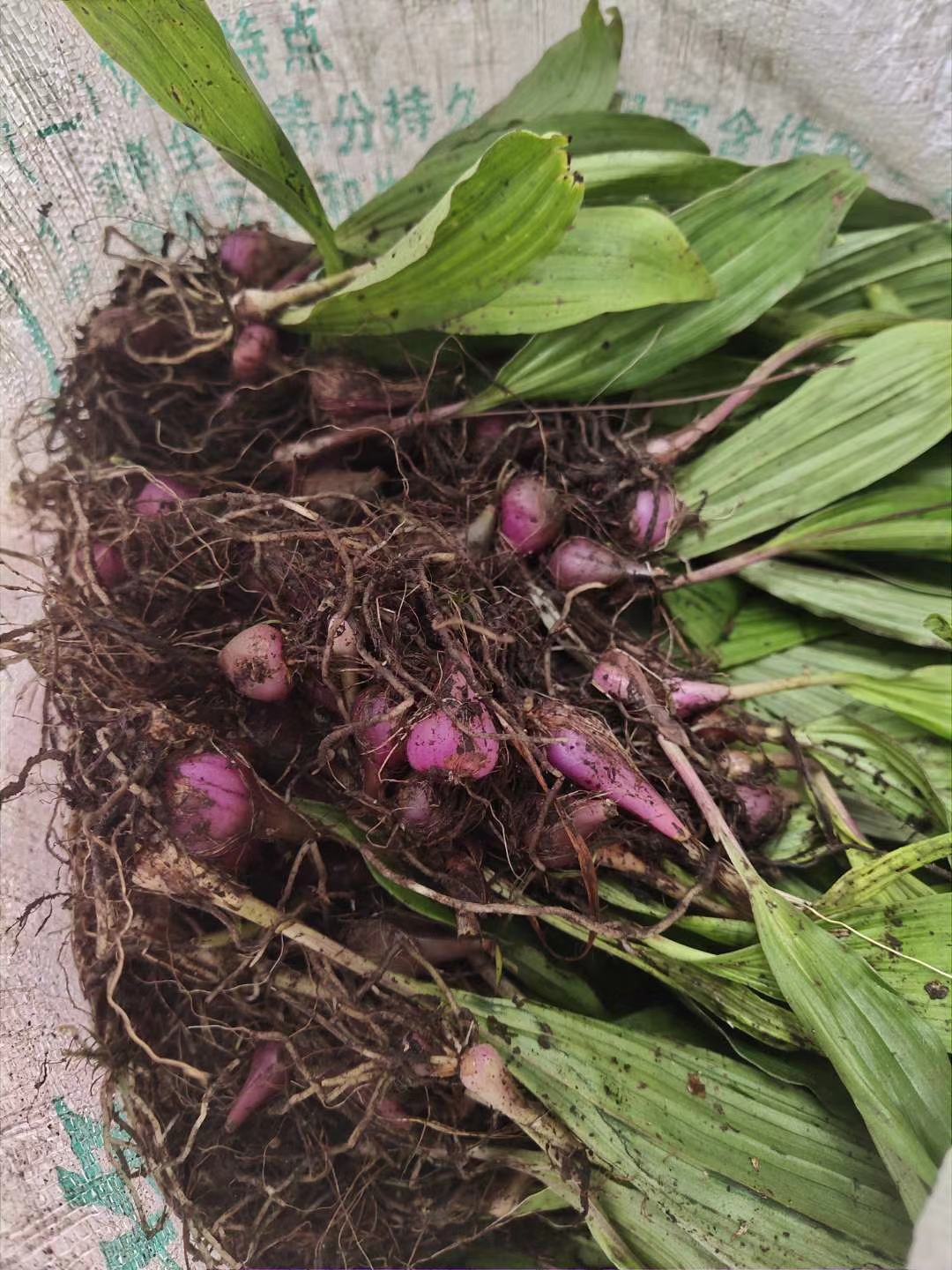 [毛慈菇批发]云南本地野生冰球子毛慈菇产地直销支持线下看货价格135.