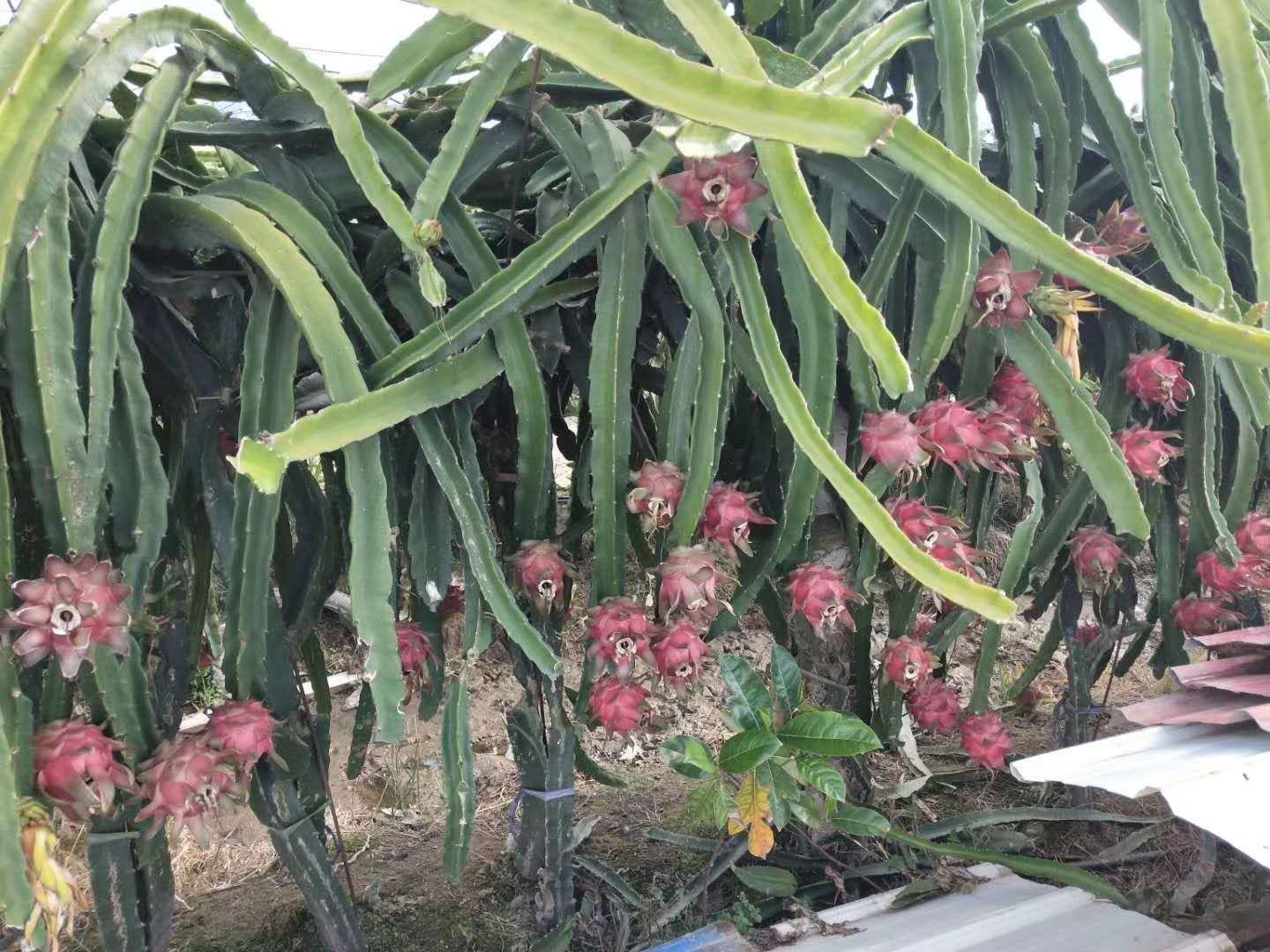 红心火龙果与其他热带水果如芒果、木瓜、香蕉一起摆放在果盘中,颜色丰富,吸引眼球 红心火龙果与其他水果拼盘图