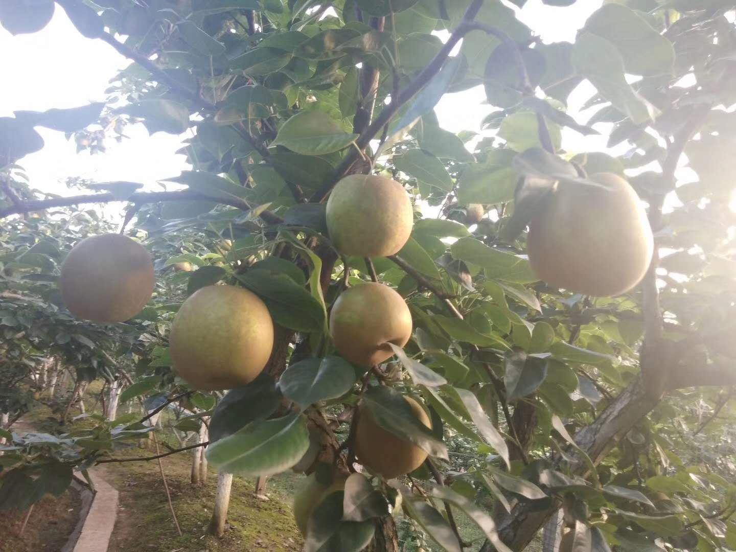 香梨果园全景图