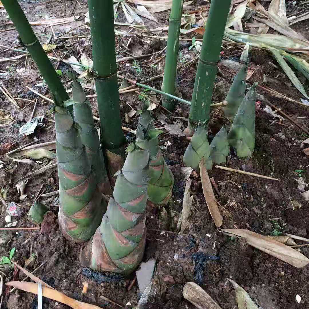 [竹苗批發]甜竹筍苗 麻竹苗 竹筍苗 水果竹筍苗產地直銷價格實惠價格