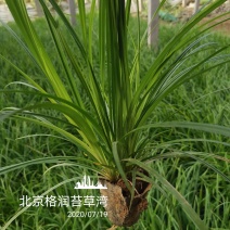 苔草湾供应崂峪苔草、青绿苔草