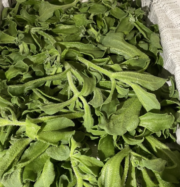 冰草种植. 面积200亩