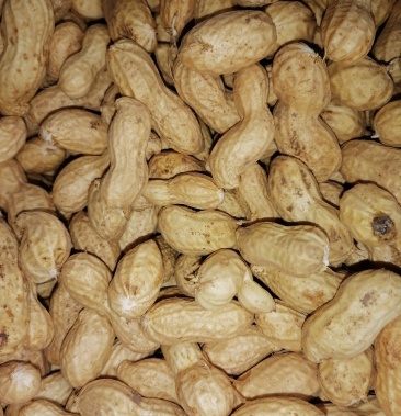 [花生批发]精品大果9616鲜花生价格2.12元/斤 - 一亩田