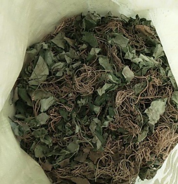 野生马细辛细辛马蹄香干品无杂质净货湖北