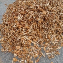 出售滑子菇质量好有想要的老板于我联系商谈价格