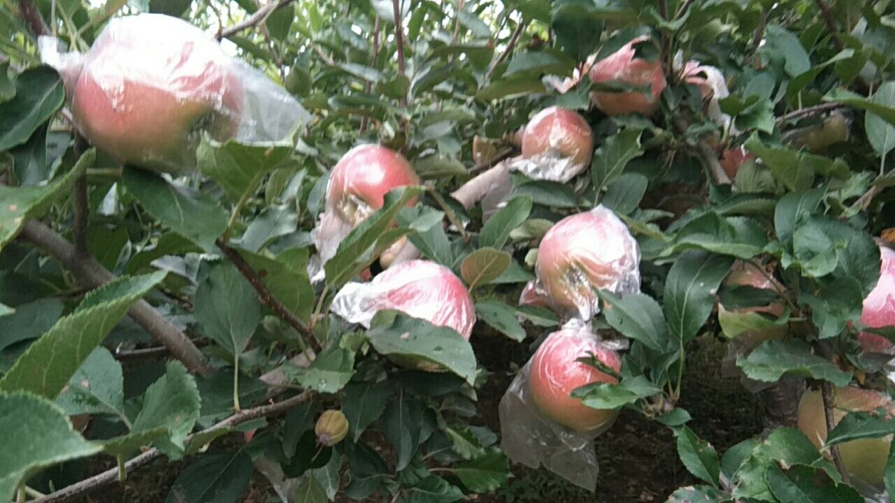展示种植在果园中的美八苹果树,果实挂满枝头,果农正在采摘 果园中的美八苹果树