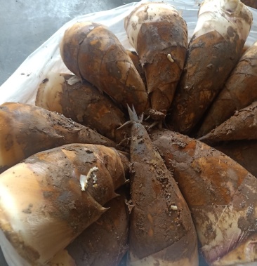 云南普洱甜笋_包邮_鲜嫩脆甜_单个重1斤以上