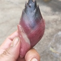阳荷，新鲜高山阳荷。