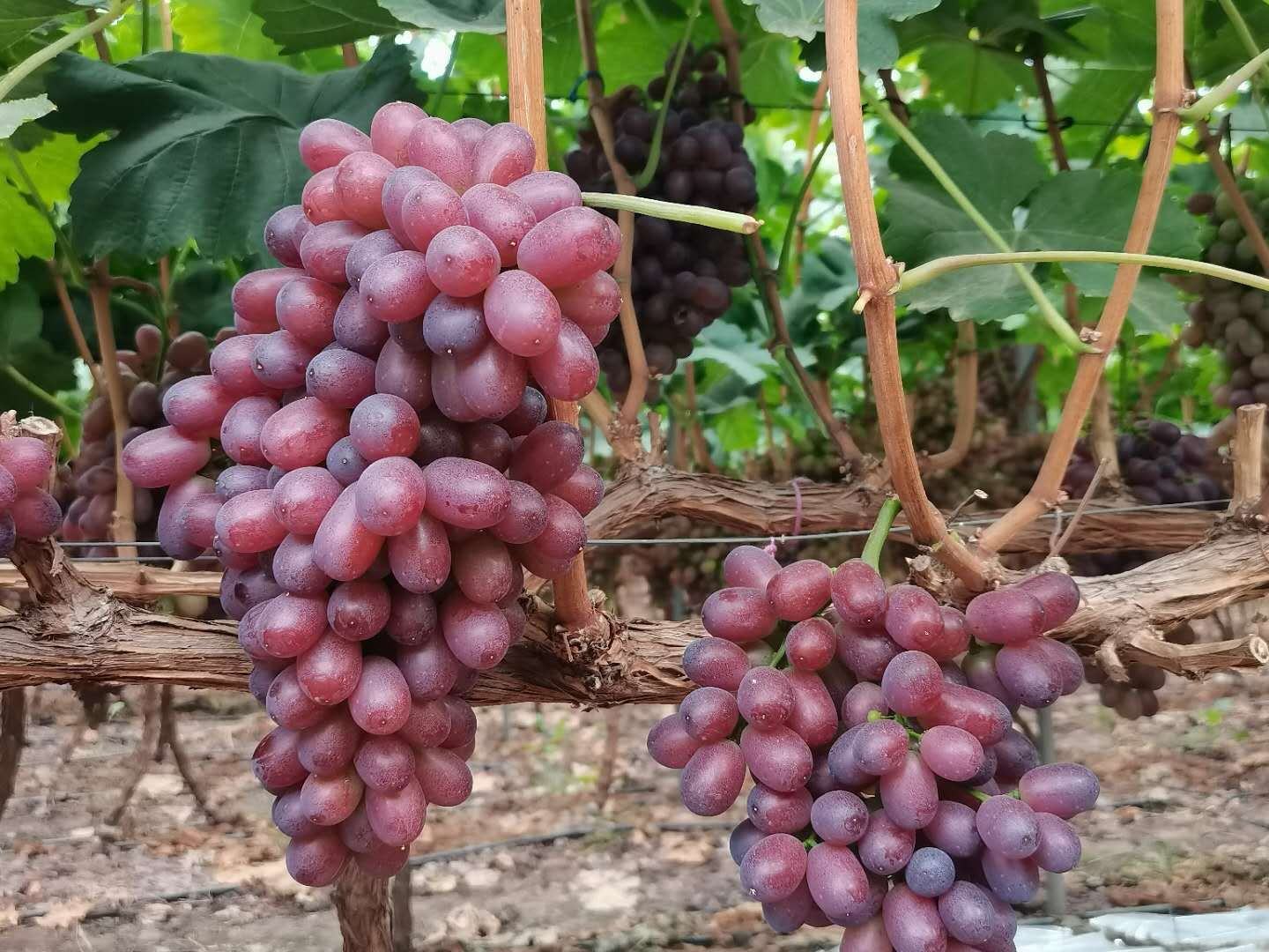 克伦生葡萄特写