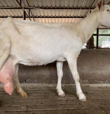 纯种萨能奶山羊每天产奶150斤