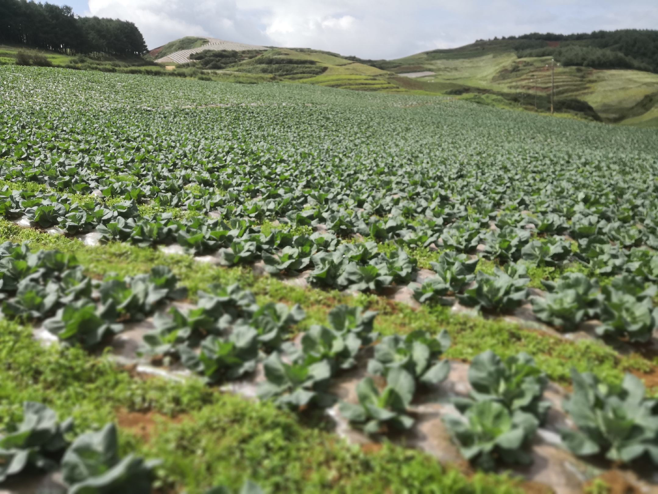 山东寿光高标准温室种植金冠牛心甘蓝