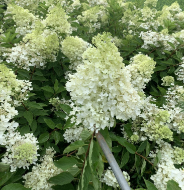 木绣球绿化苗木大量供应,丛生木绣球,工程苗