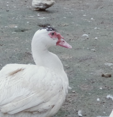 番鸭90天至200天红头鸭红脸鸭藤子鸭量大优惠