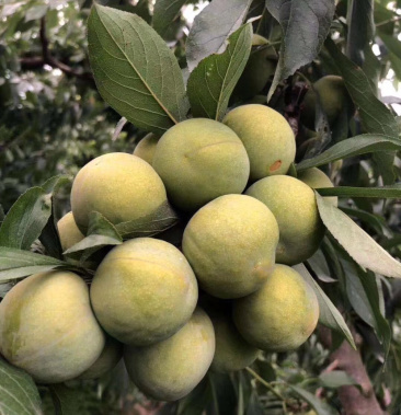 [青脆李子批发]茂县青脆李大量上市中价格2.30元/斤 - 一亩田