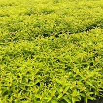 红王子锦带杯苗实拍图片介绍，红王子锦带成都基地