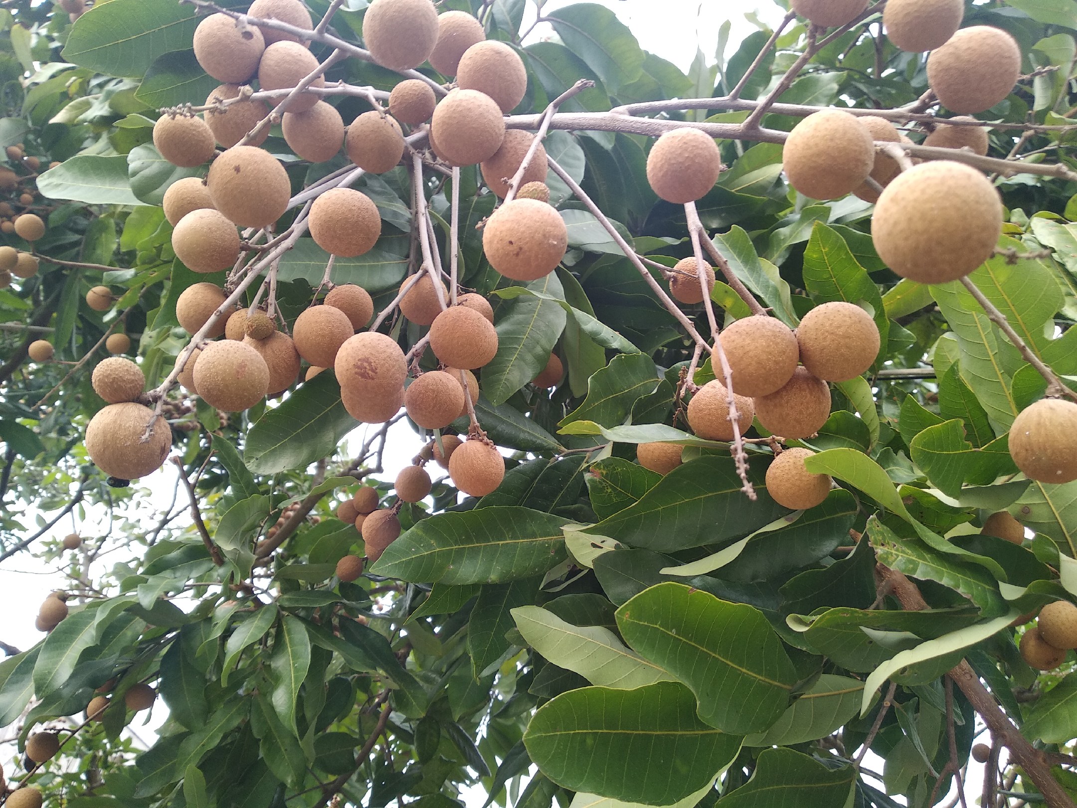 一棵生长三年的翠香无核龙眼树,树高约2.5米,树冠呈半圆形,枝条分布均匀,叶片深绿色且富有光泽,树体健康无明显病虫害,背景为南方丘陵果园环境 翠香无核龙眼成年树整体形态