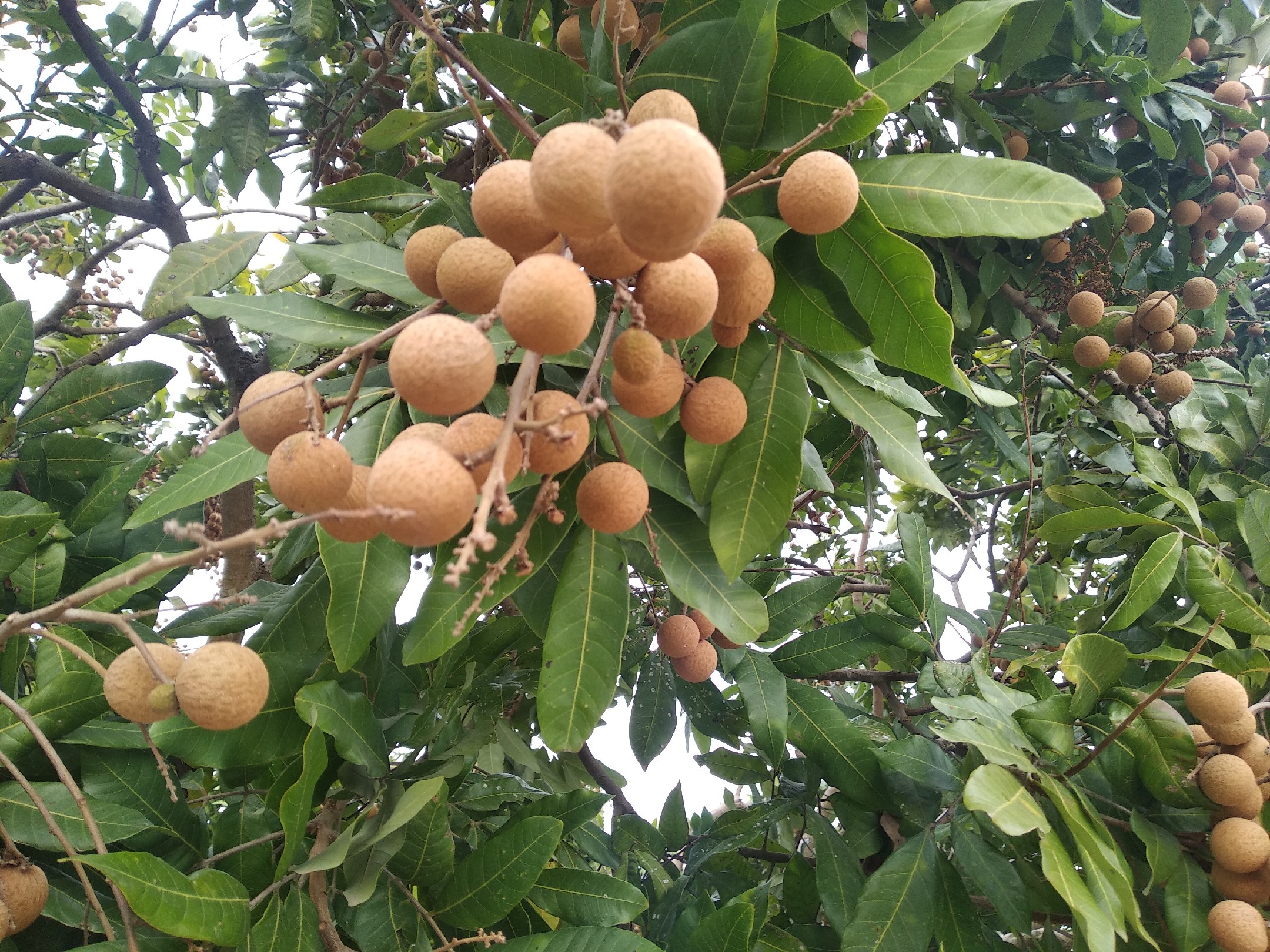 储良龙眼叶子特写
