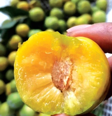 蜂糖李黄杏李黄肉李