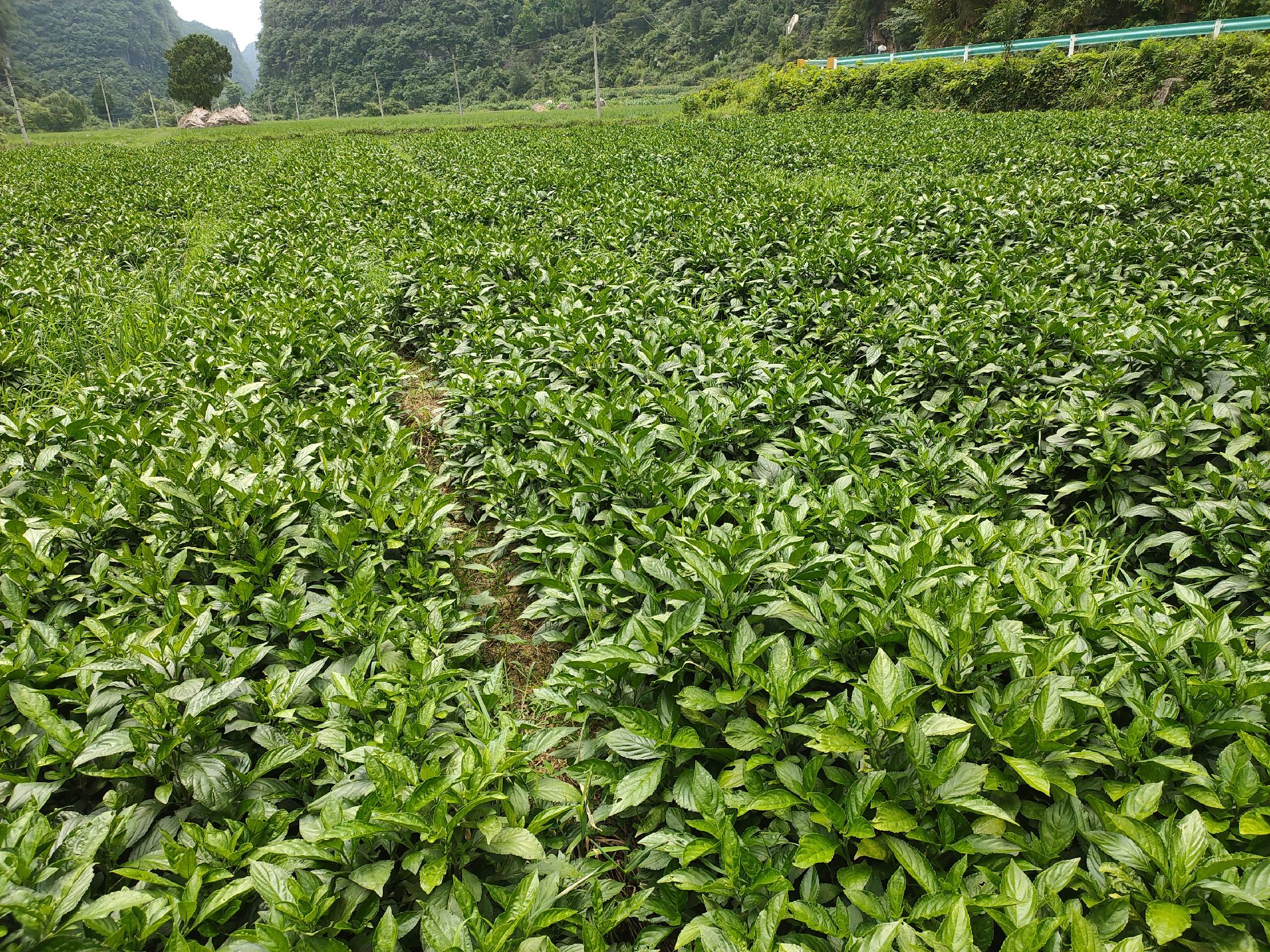 10元/棵 - 一亩田