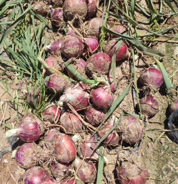 甘肃厚皮小黄葱已上市