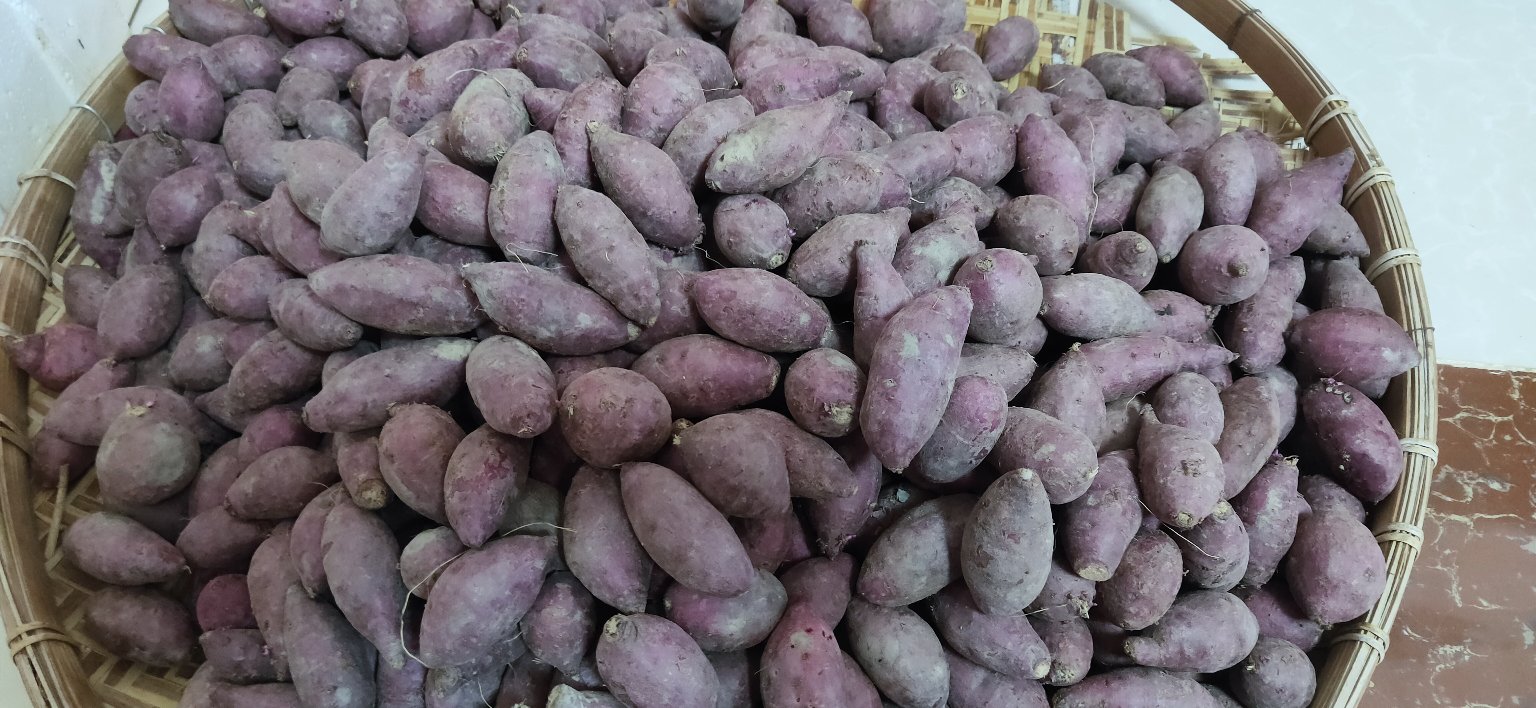 商薯19商品薯展示图