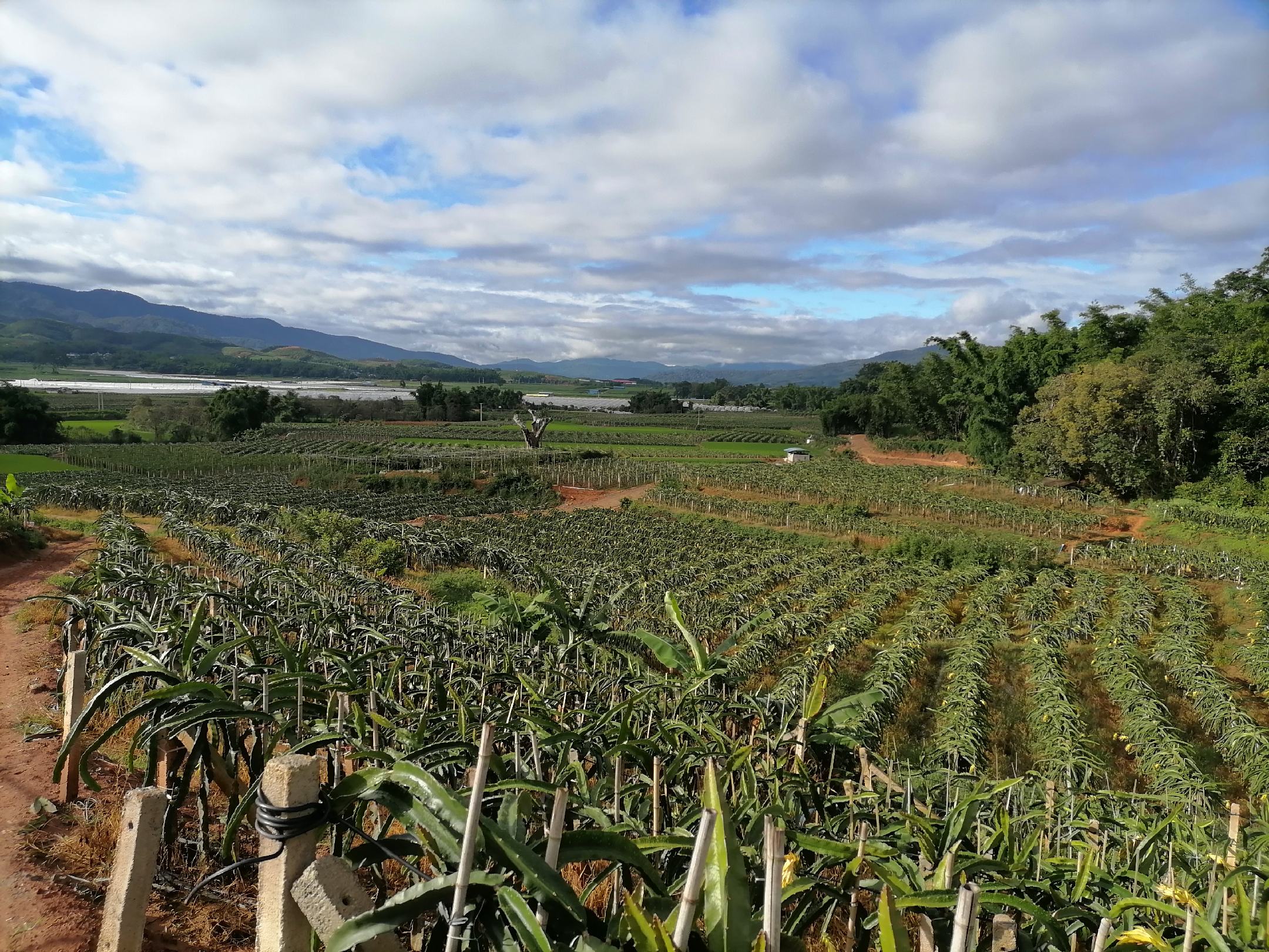 红心火龙果种植园航拍图