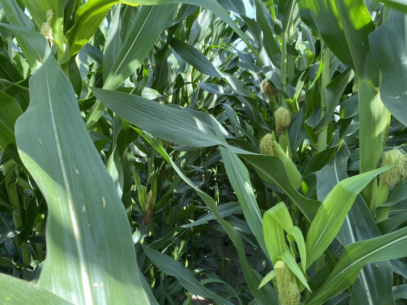 一片阳光照耀下的甜玉米田,植株高大,玉米穗饱满,外皮略剥开露出金黄发亮的玉米粒,背景为绿色叶片和泥土小径,展现自然生长环境 甜玉米田中金黄色的成熟玉米穗