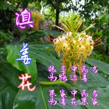 贵州毕节古夜郎大地野生中药材路边姜滇姜花根